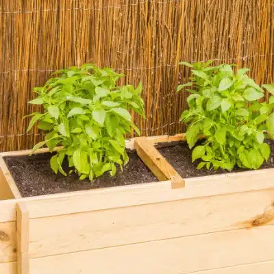 Tricks for cultivating an urban garden at home